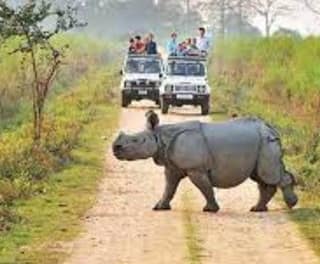 Kaziranga National Park
