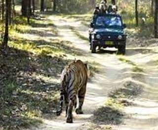 Manas National Park, FAQs!