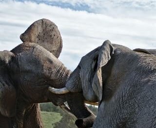 Wildlife Safari Package in Assam with full Itineraries
