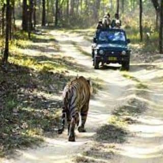 Manas National Park, FAQs!