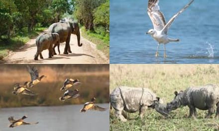 Pobitora Wildlife Sanctuary: Where Rhinos Roam