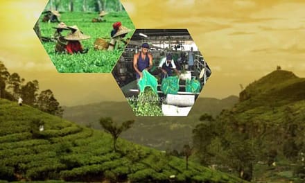 Tea Garden Tour: Experience the Finest Tea in Assam