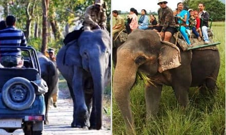 Wildlife Safari: An Alluring Adventure in Assam