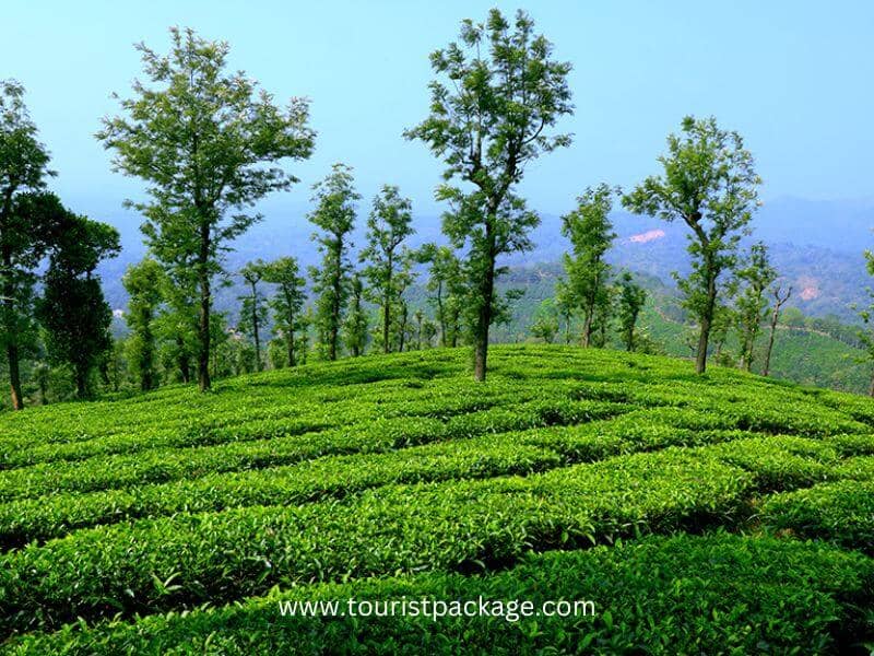 Tea plantation in Kerala