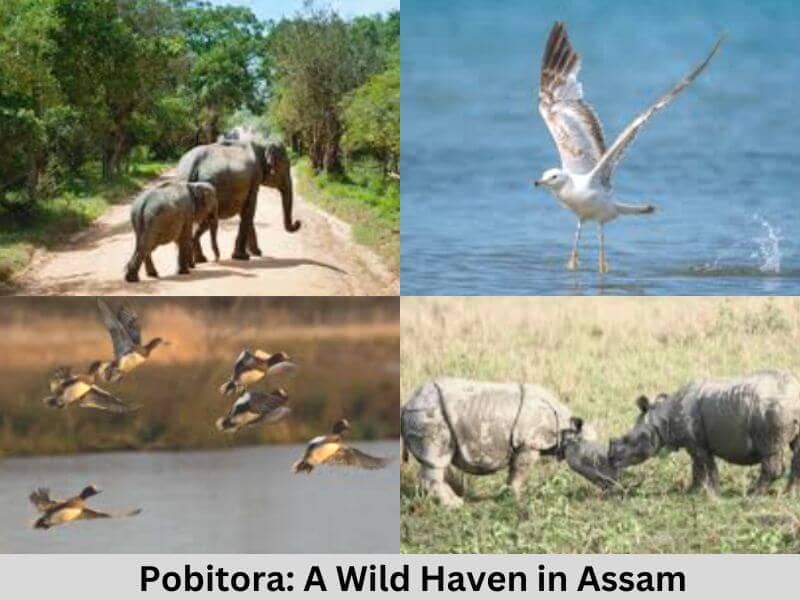 Pobitora Wildlife Sanctuary: Where Rhinos Roam