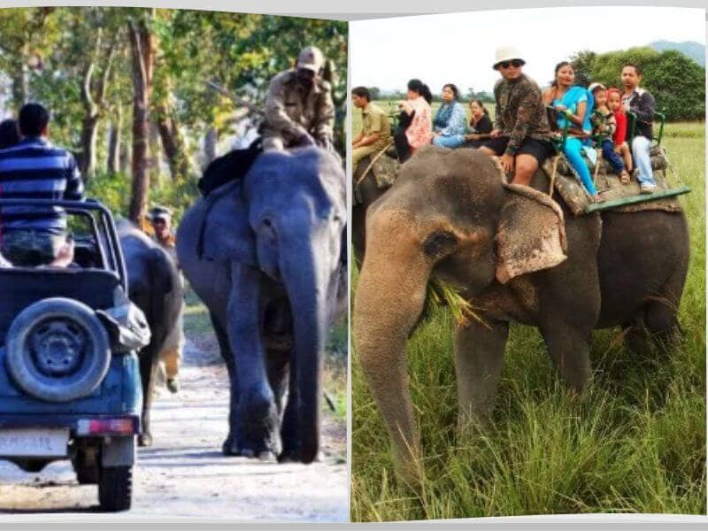 Wildlife Safari: An Alluring Adventure in Assam